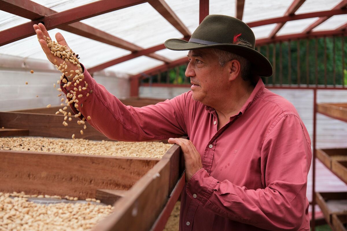 Weak Dollar Squeezes Coffee, Banana and Potato Chip Exporters in Latin America