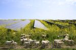 Sheep grazing mustard plants at solar farm, Geldermalsen, Gelderland, Netherlands