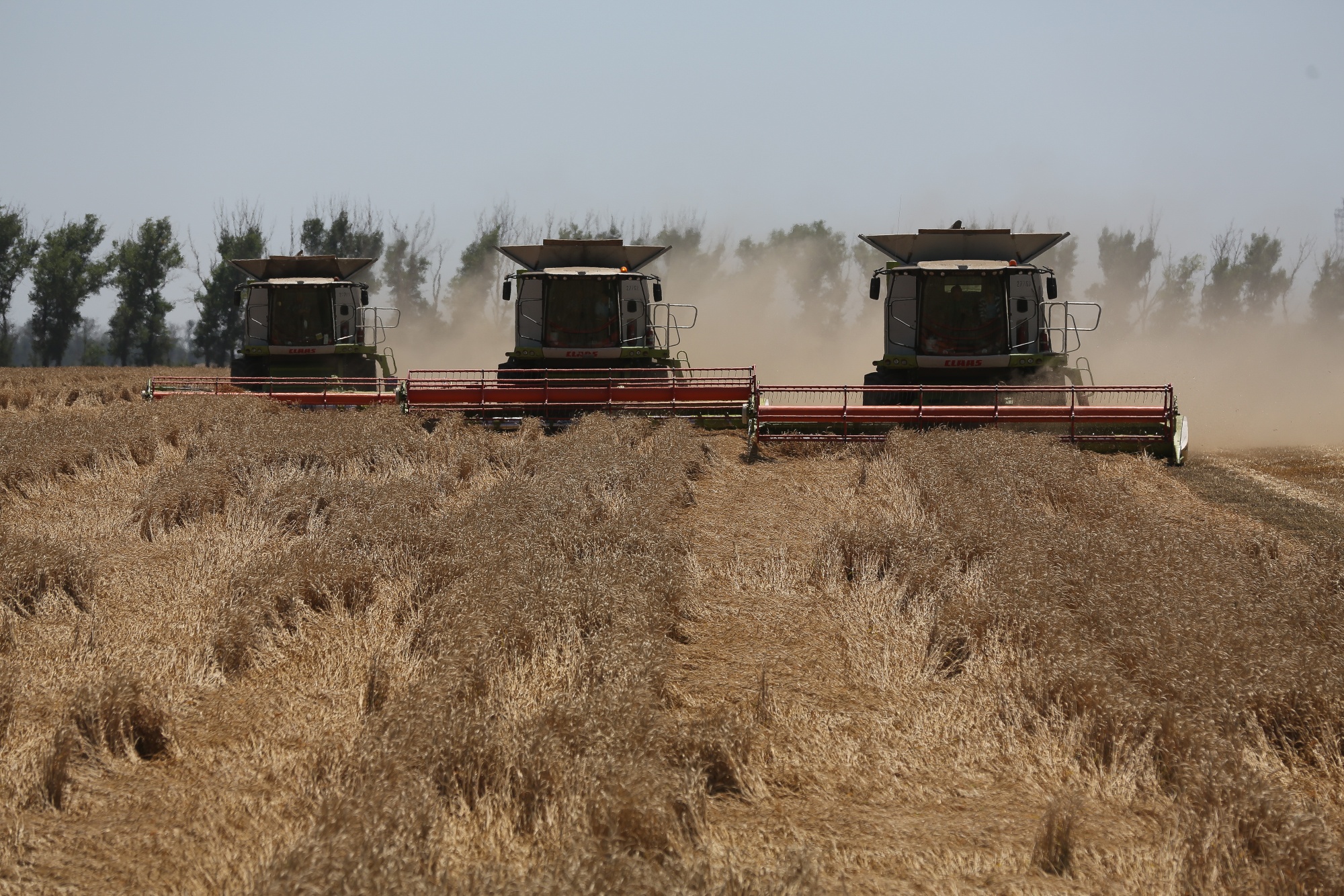 Lexion combine harvesters drive through a field of wheat&nbsp;in Ust-Labinsk, Krasnodar, Russia, on July 3.