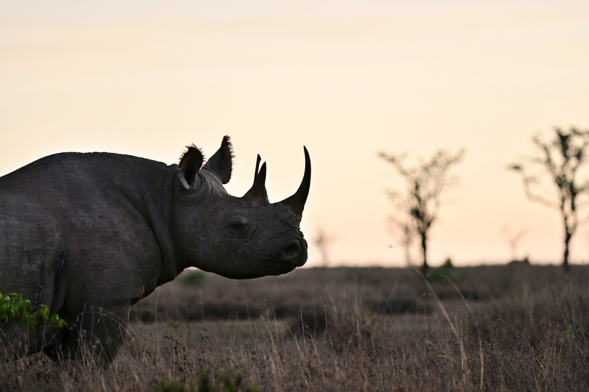 Black rhino numbers have dropped to about 5,500