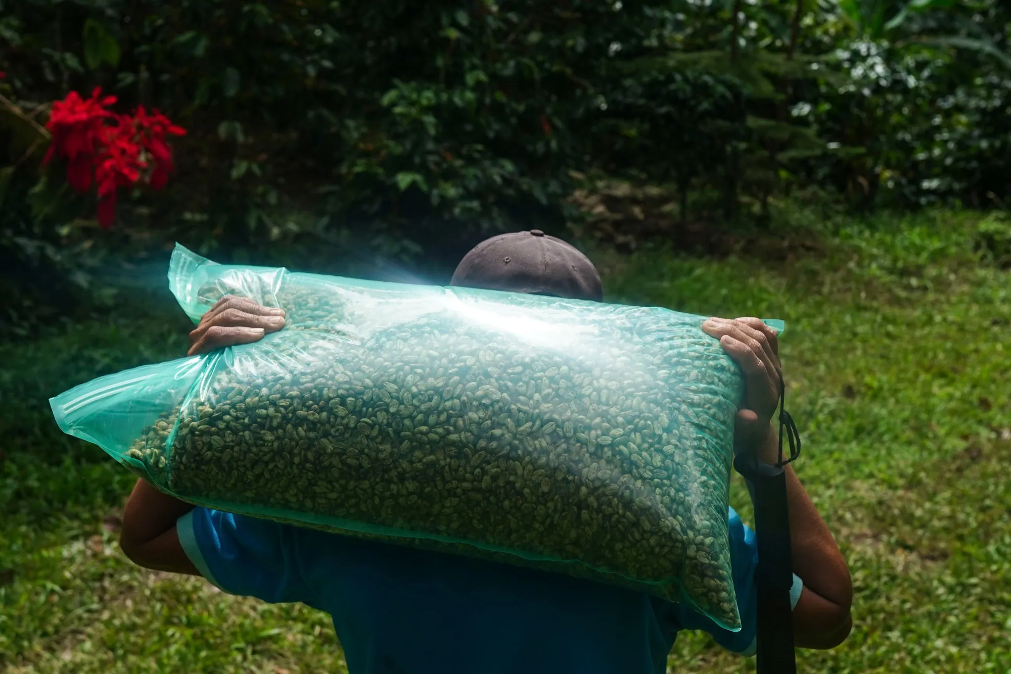 A worker carries packaged arabica coffee cherries on a farm in Tepecoyo, La Libertad department, El Salvador.