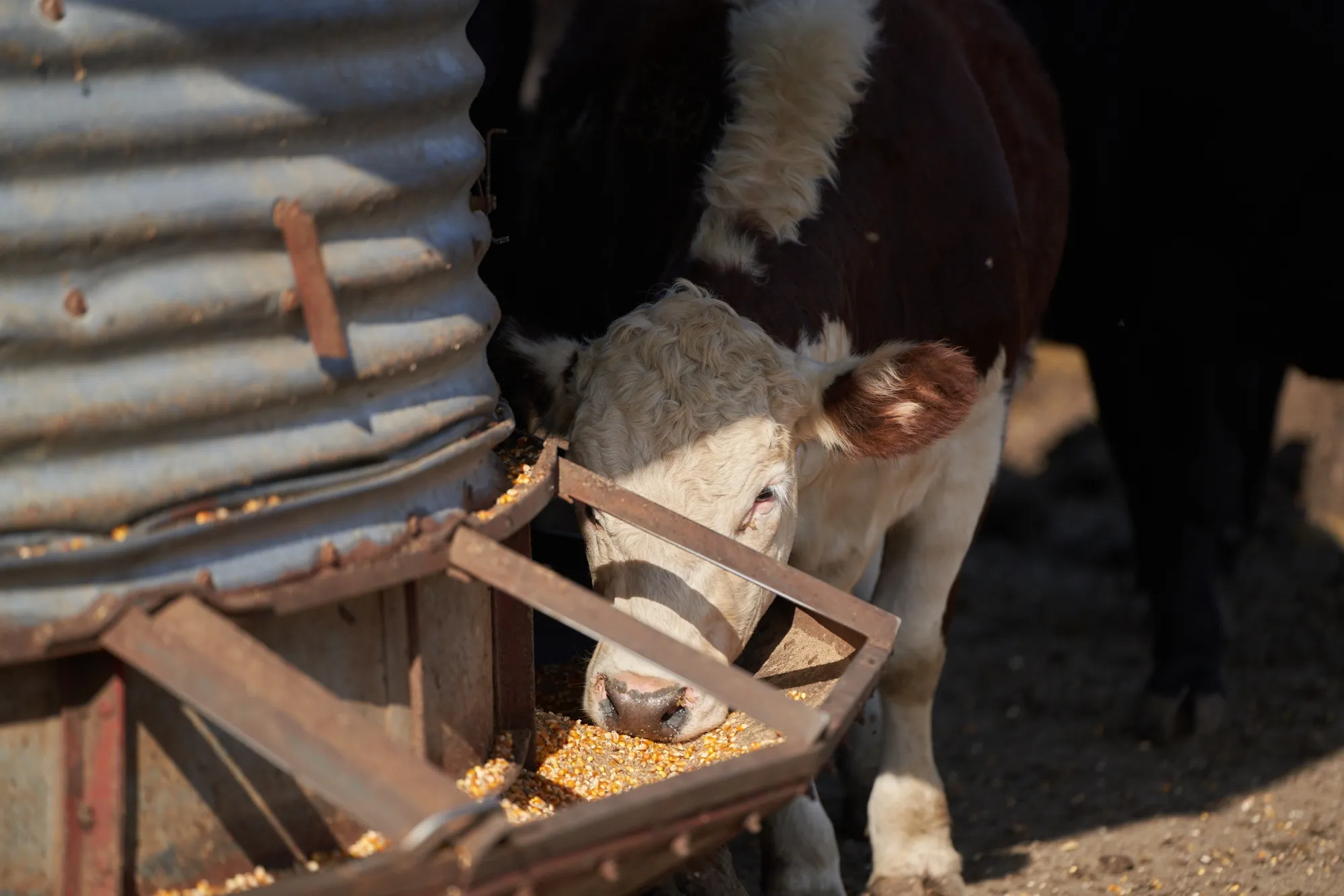 Cattle feed on grain from a trough at a drought-affected farm in Argentina.