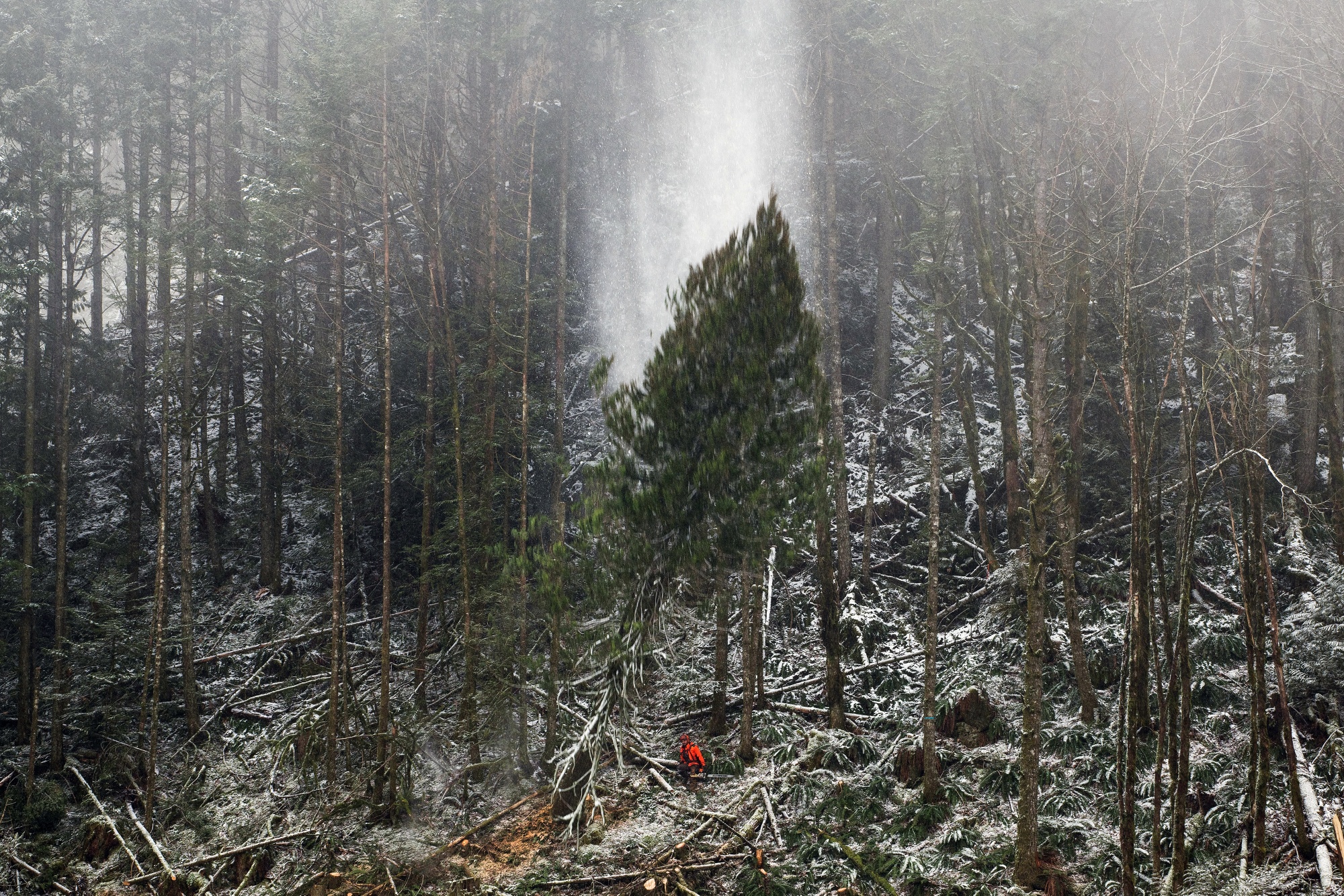 A worker cuts down a tree on a ridge at a Western Canadian Timber Products Ltd. site near Harrison Mills, British Columbia, Canada, on Tuesday, Feb. 4, 2020.&nbsp;Canada should accelerate measures&nbsp;to help governments, companies and individuals prepare for the rising costs of weather-related disasters, according to a research&nbsp;institute.