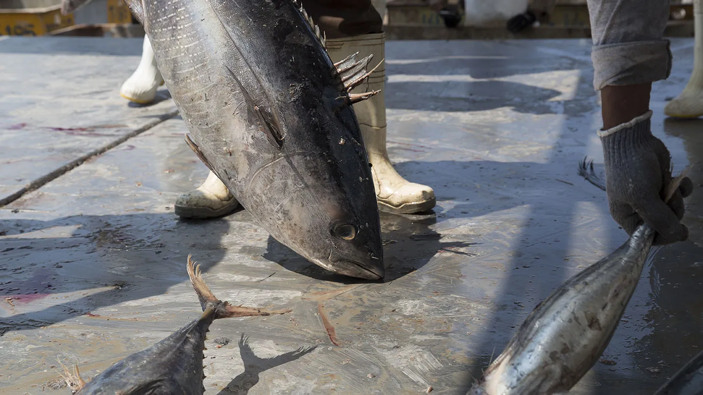 A worker pulls a Tuna to a transportation box to be taken by size to the Pinsa group product plant. Pinsa is considered one of the most important companies in America within the tuna industry in Mazatlán, Sinaloa state, Mexico, on Thrusday, September 29, 2015.
