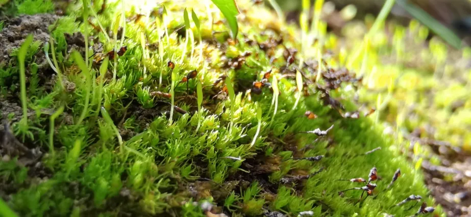 Takakia&nbsp;was one of the first land plants on Earth, and remains vital to our understanding of evolution.