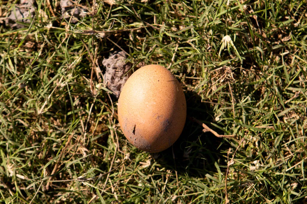 Everyone needs a nest egg.