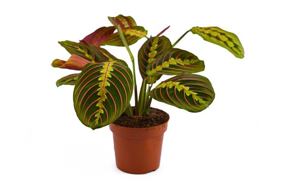 Now’s the Time to Branch Out Into More Interesting Indoor Plants