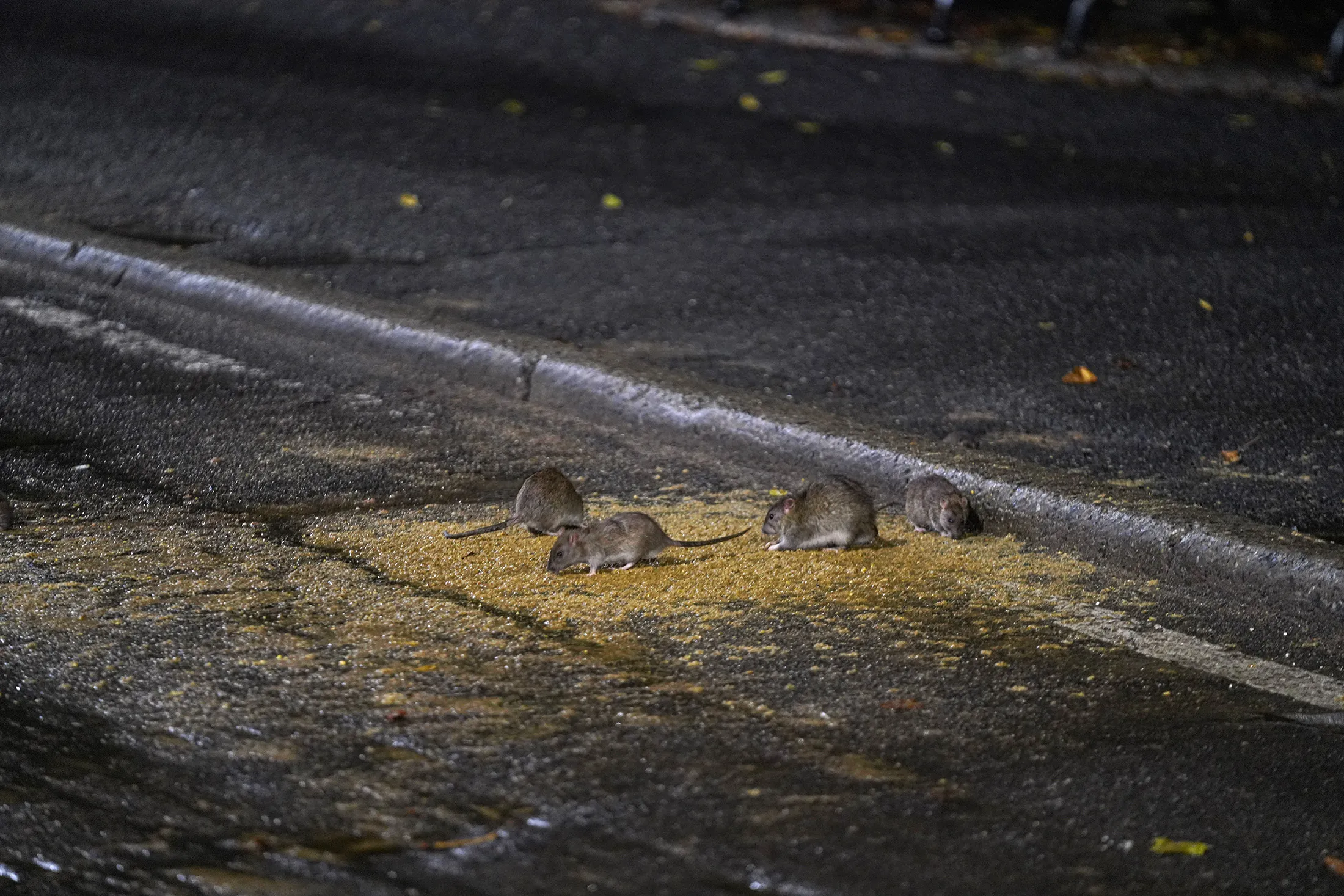 Steet Rats Rats Are Taking Over. Cities Are Fighting Back: Big Take Podcast ...