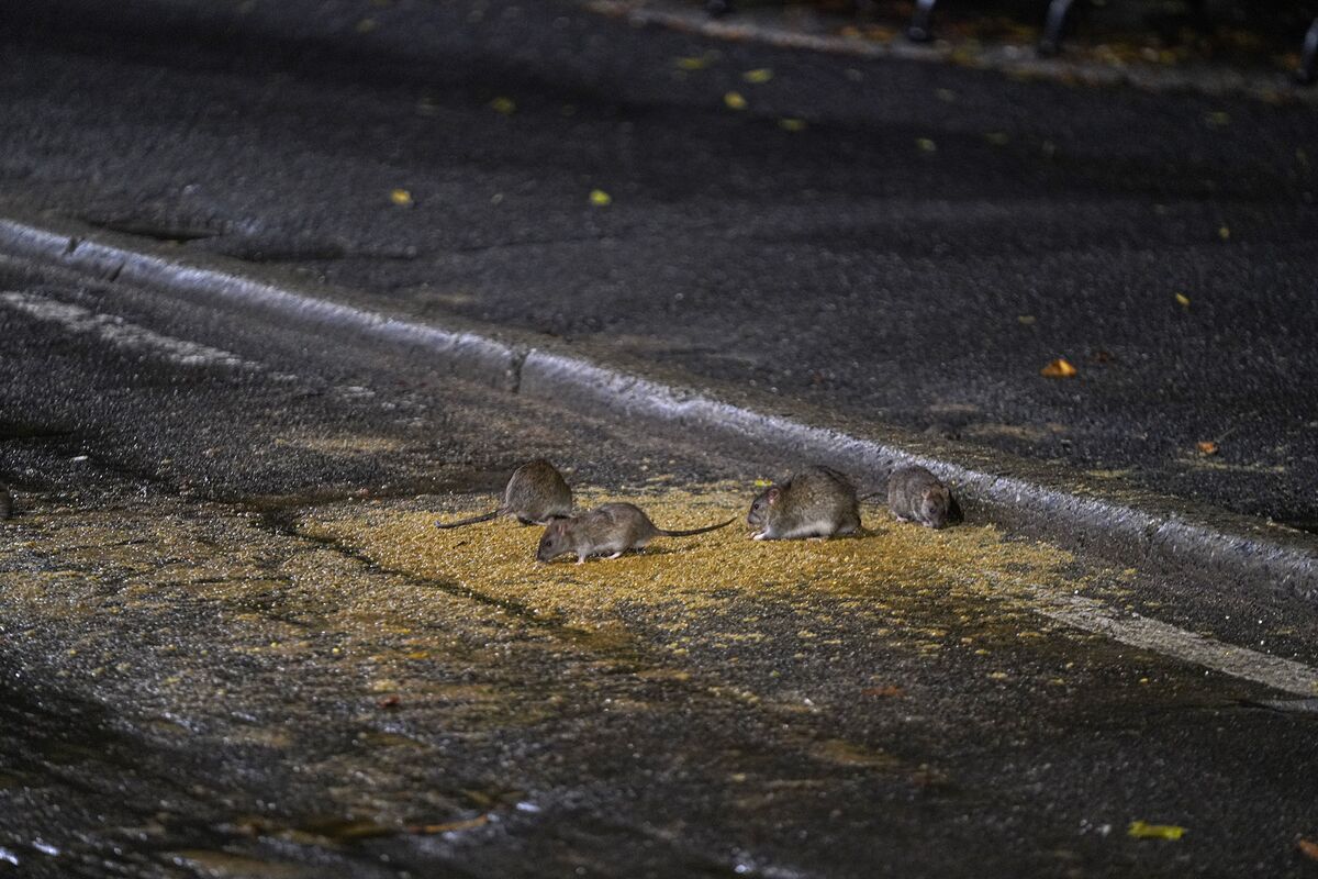 Rats Are Taking Over. Cities Are Fighting Back Big Take Podcast