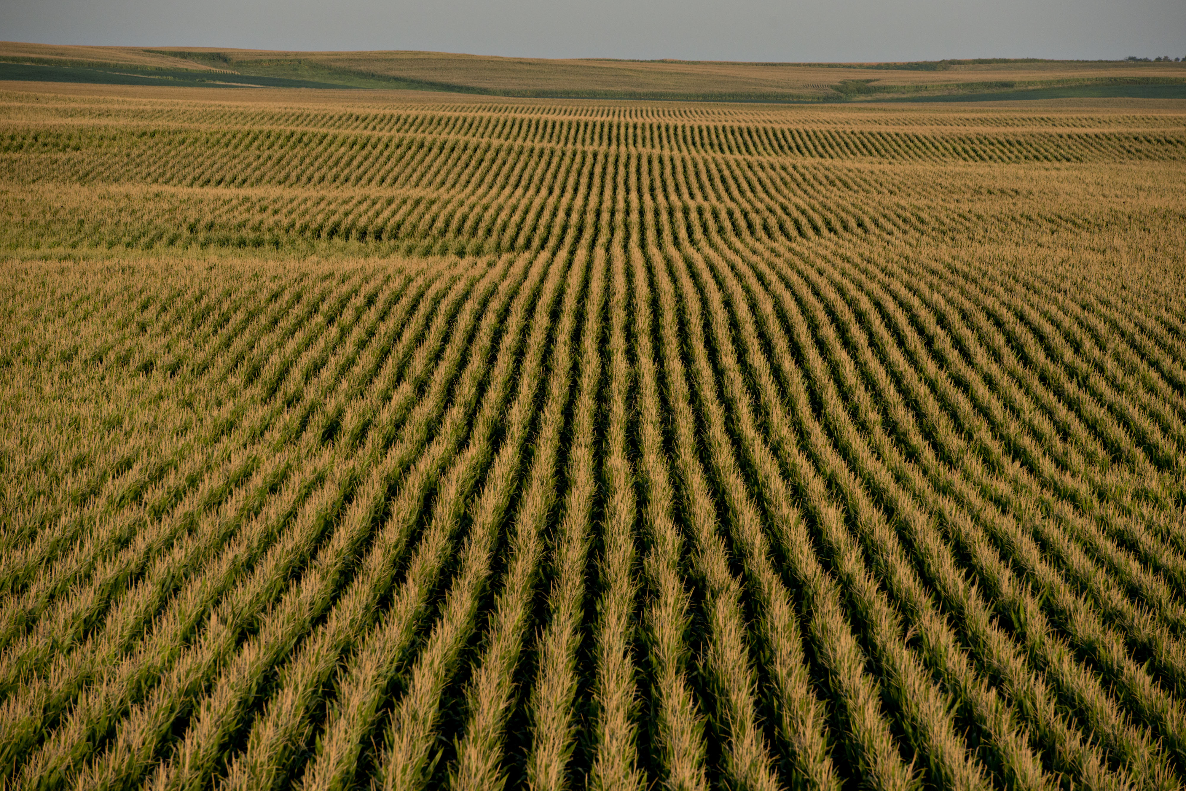 Четыре поля имеют. Небраска кукурузные поля. Американские поля кукурузы. Кукурузные поля в Америке. Поля кукурузы в США.
