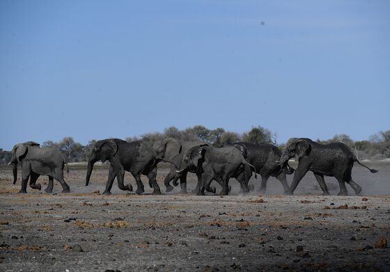 Elephant Mystery Deepens: Botswana Study Shows Sudden Deaths