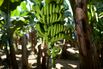 Scientists and Farmers Race to Save the World’s Banana Supply