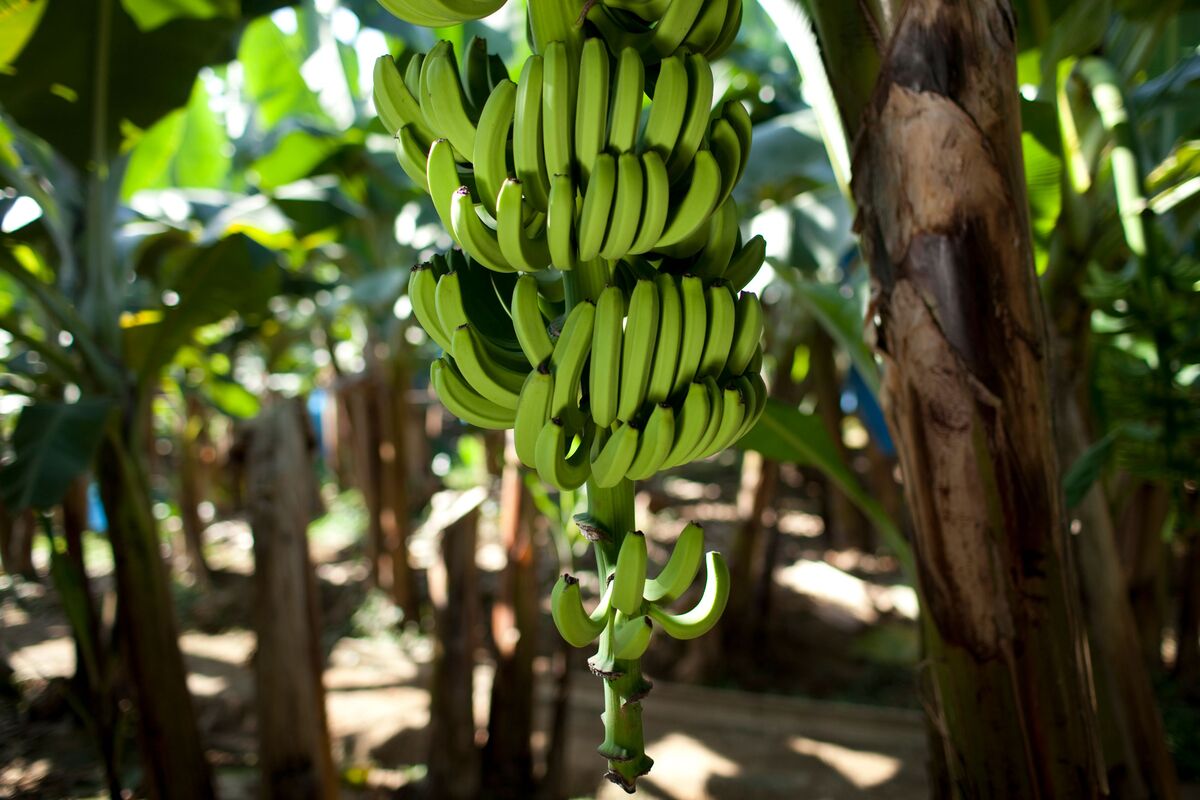 World’s Banana Supply Under Threat From Fusarium Fungus Bloomberg