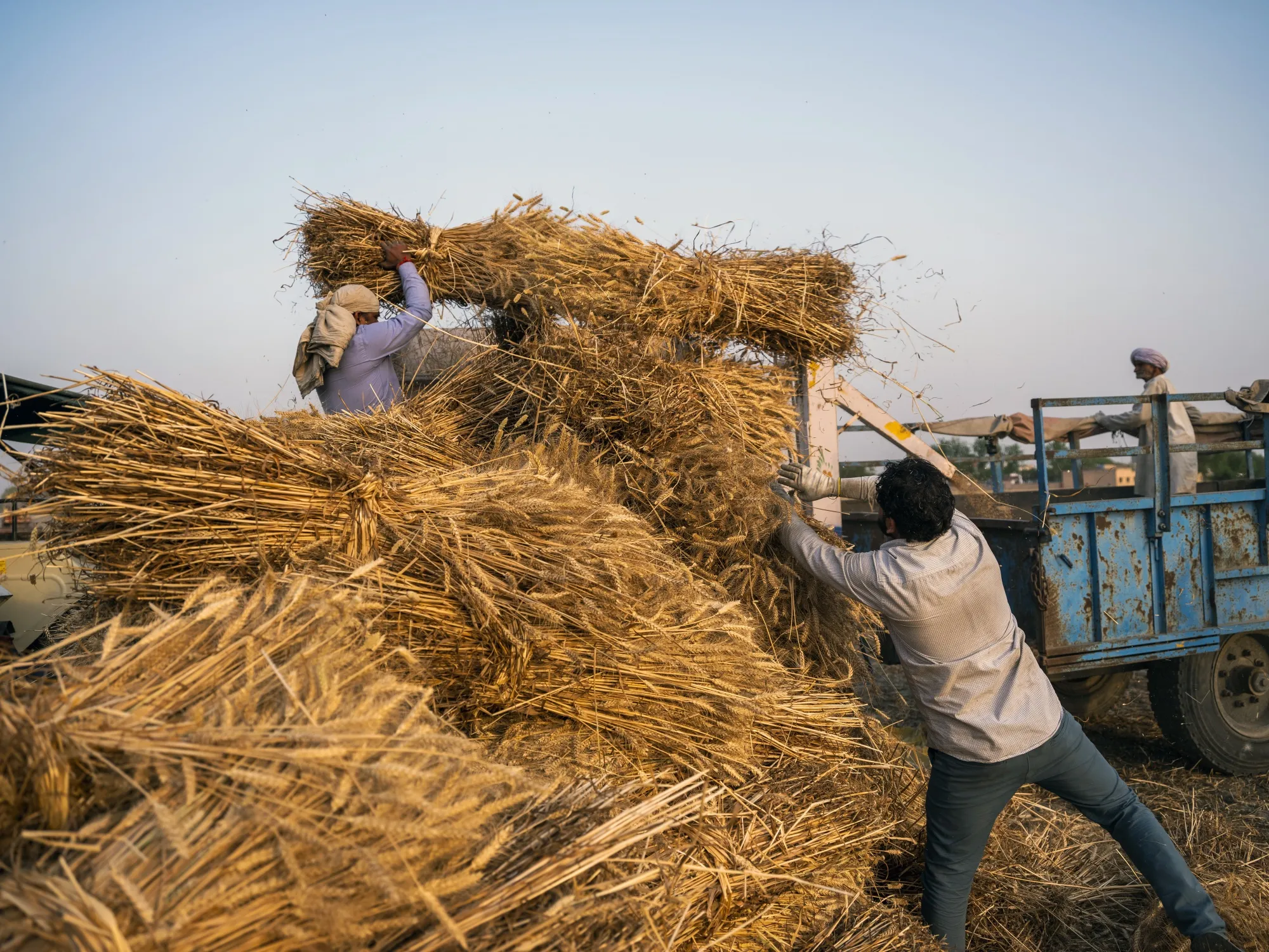Harvesting a wheat field in the Panipat district of Haryana, India.