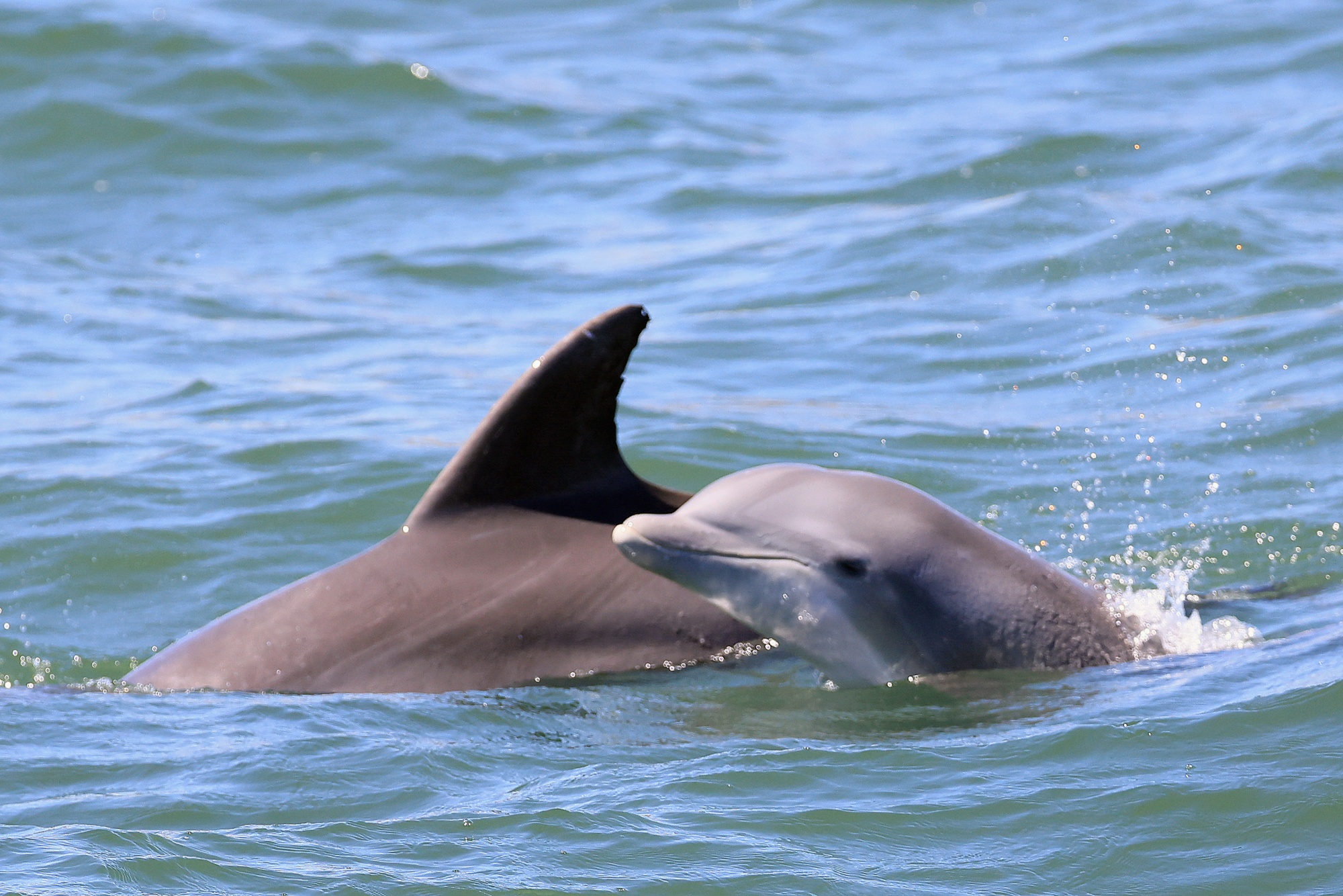 Dolphin Fatalities in SIC Intensify Calls for Moratorium on