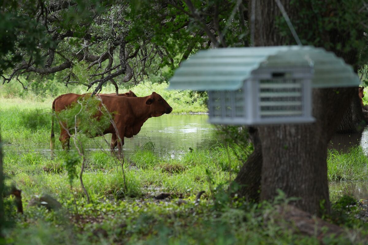 bloomberg.com - Ilena Peng - Four Screwworm Cases Found on a Texas Farm in Biggest Batch Yet