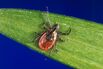 Lyme Disease Has Exploded, and a New Vaccine Is (Almost) Here