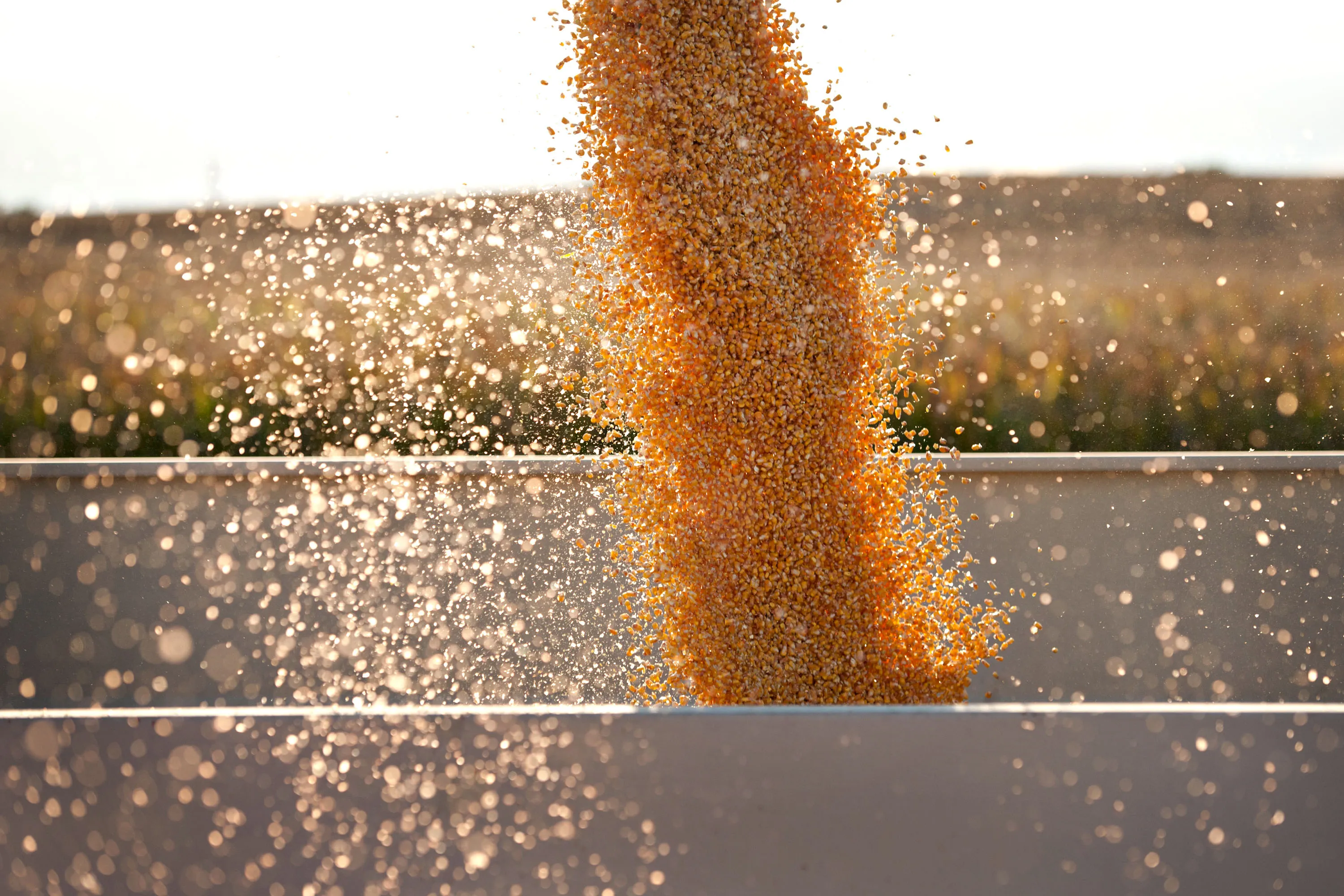 Glencore goes for golden grain in Nebraska.