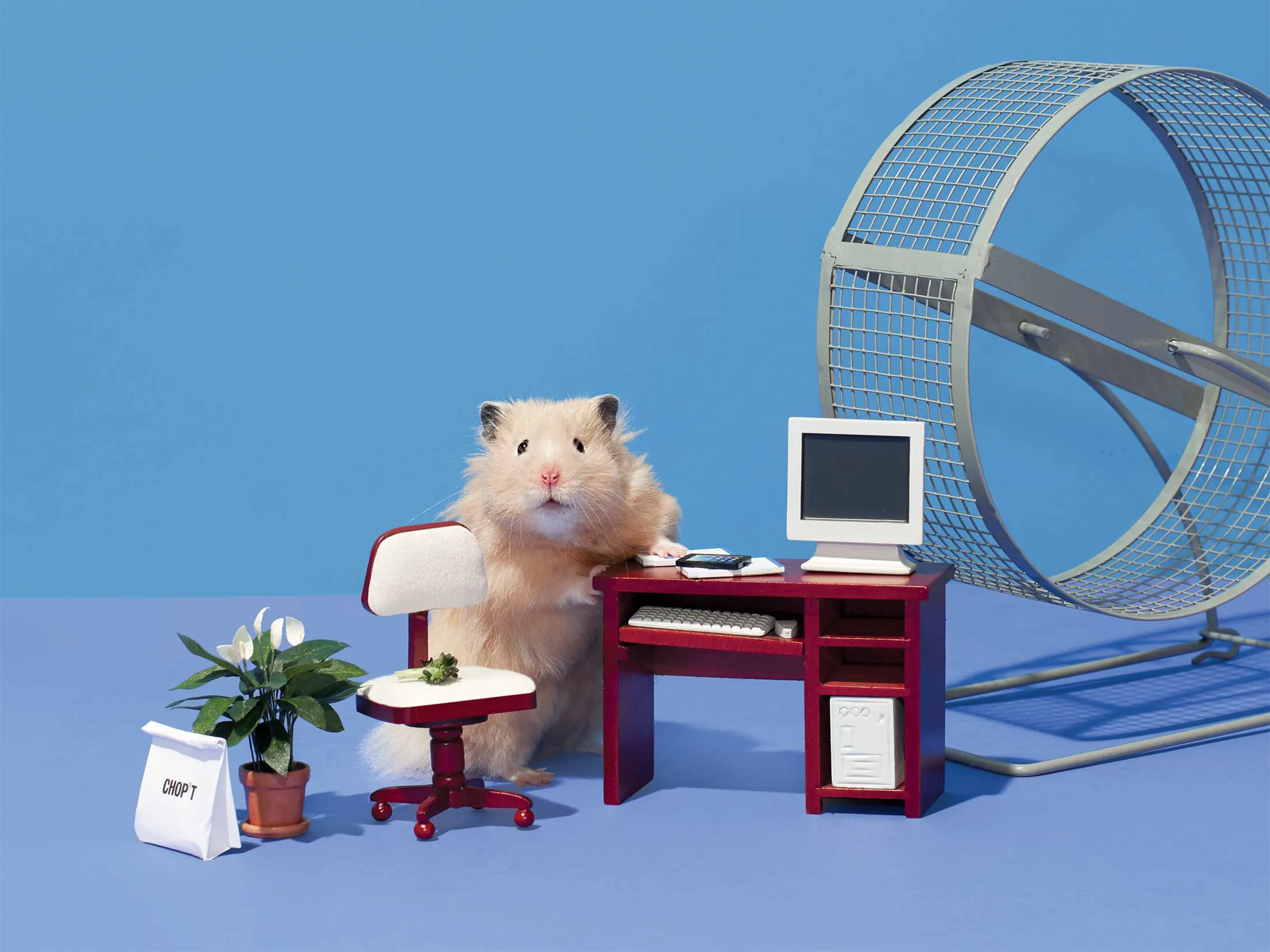 Teddy is an 8-month-old professional hamster model and actor who works about 25 hours per week.
