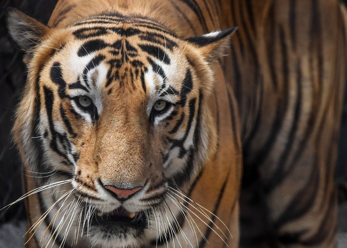 Savage moment Bengal tigers kill a rare white tiger