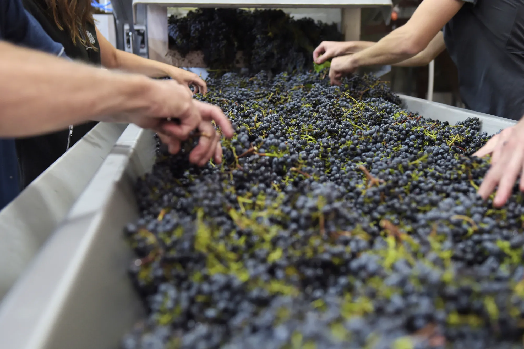 Tour the Vineyard Behind Some of Australia’s Best Wines