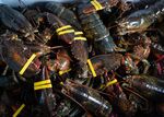 A harvest at Lobster 207, a wholesale operation that works with unionized lobstermen.