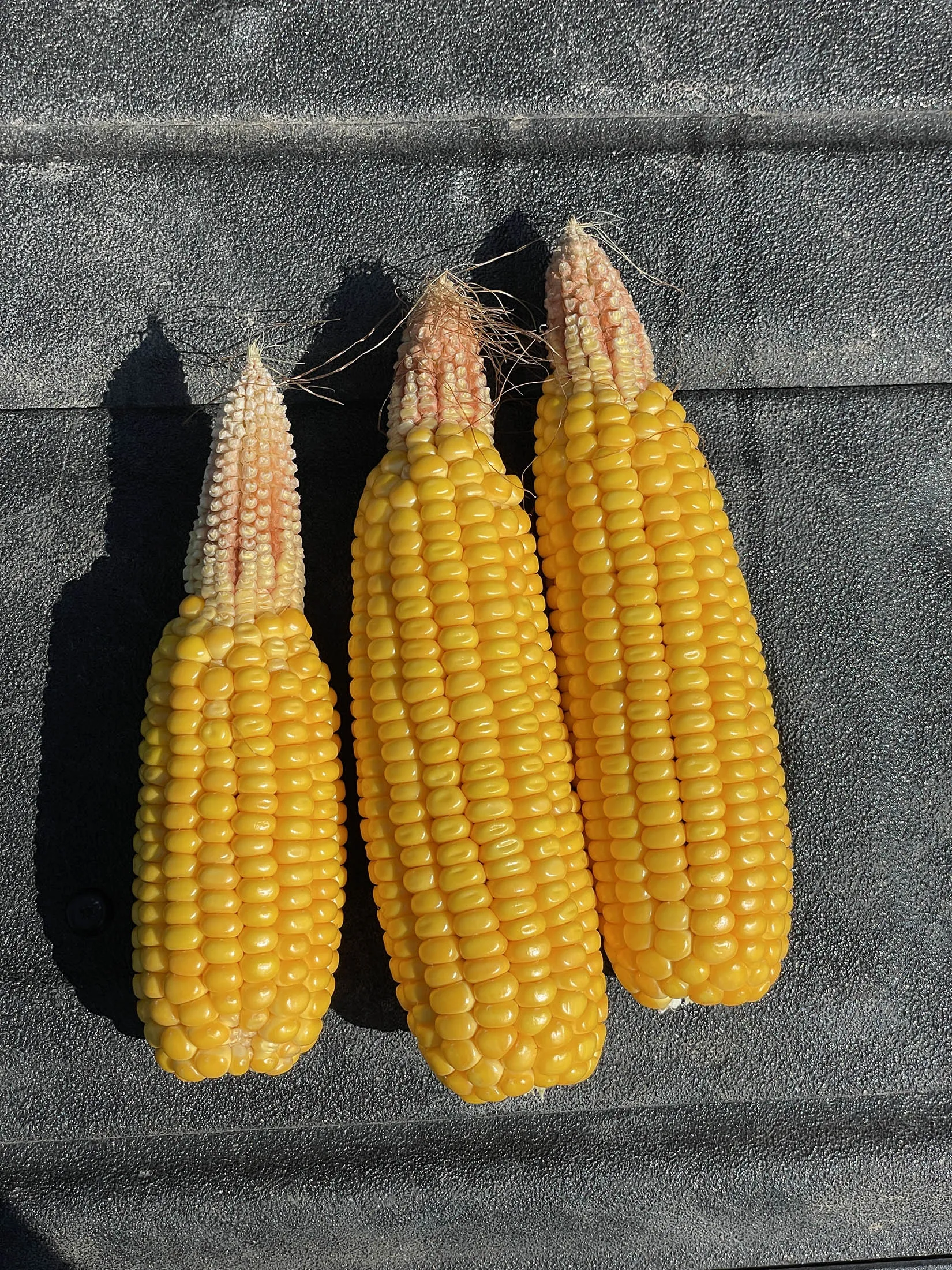 US Corn Harvest to Yield Less than USDA Estimates Amid Searing Heat Wave -  Bloomberg