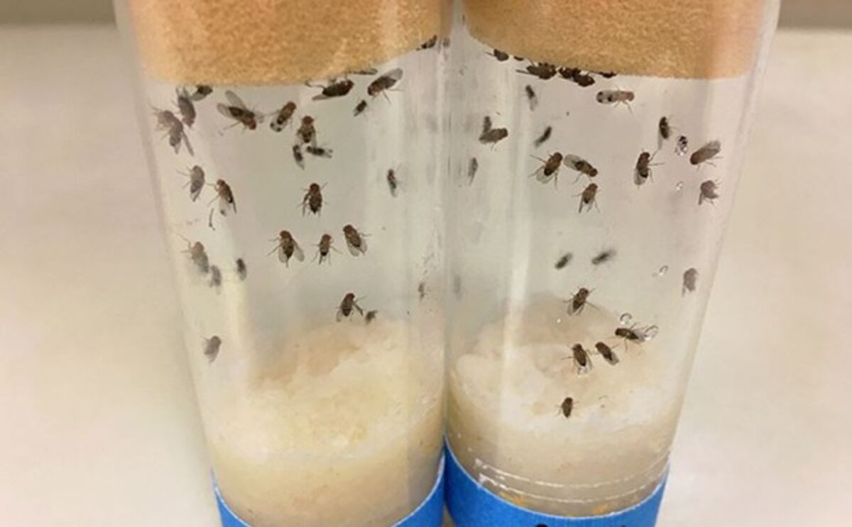 New invasive fruit fly found in California