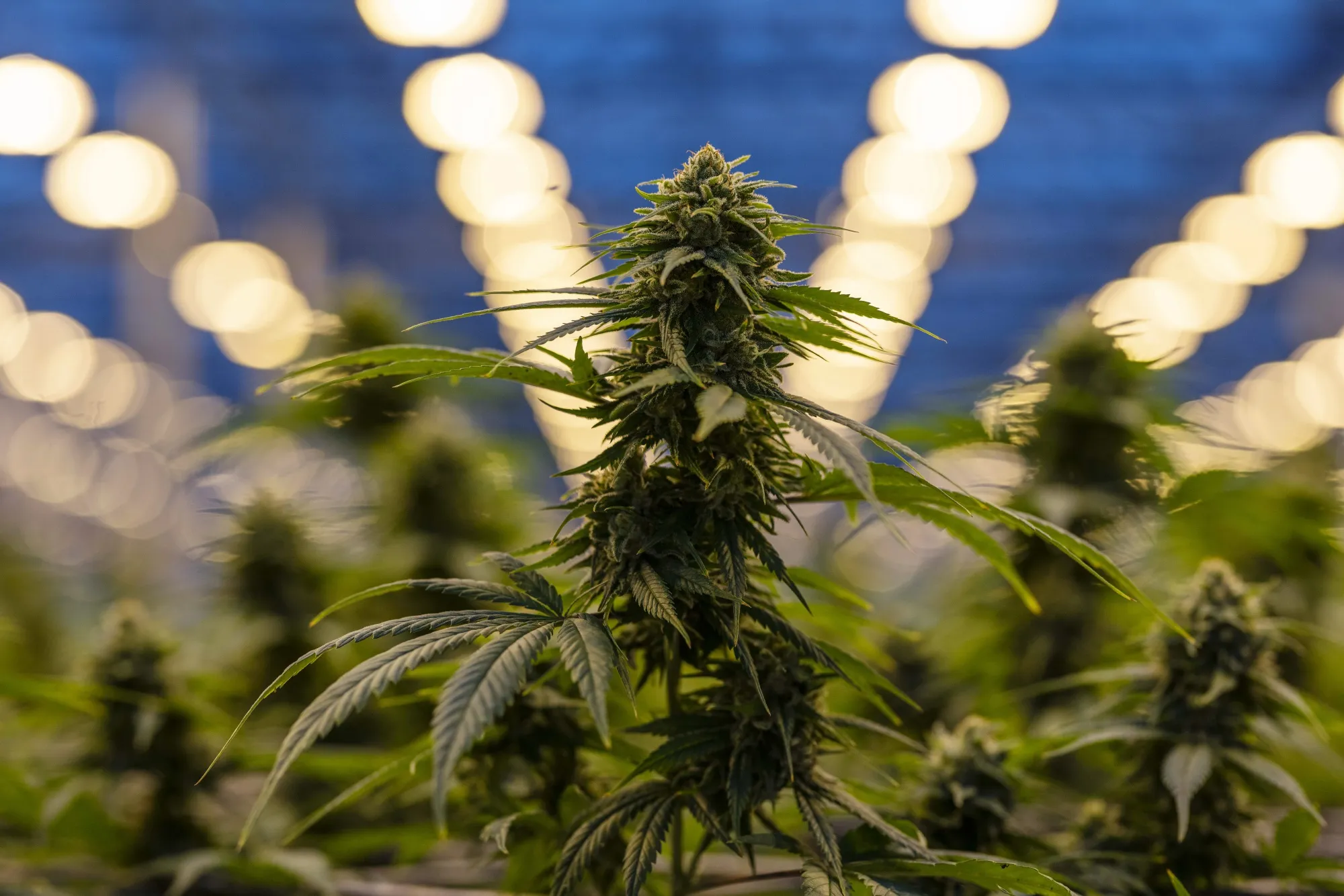 Inside The Hexo Corp. Cannabis Facility As Marijuana Is Legalized In Canada