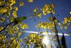 Plant Killer Taking Root in Canada Puts Canola Windfall at Risk