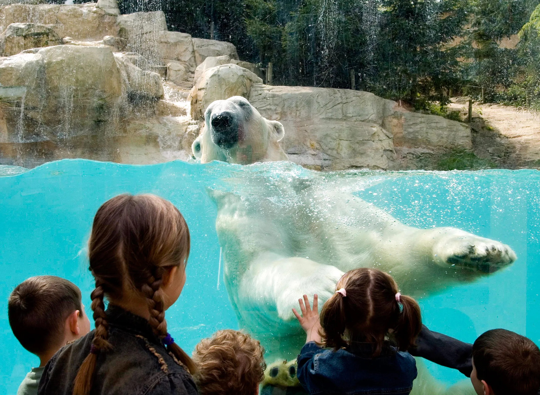 1472038397_ANIMALS