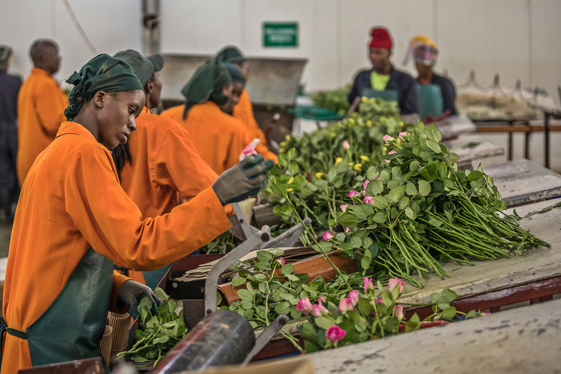 How To Start A Flower Export Business In Kenya Best Flower Site