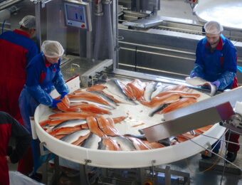 relates to Norway Tax Plan Prompts Auction No-Show by Major Salmon Farmers