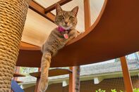 catio-hp