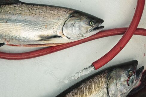 Fredriksen Fish Farmer Chokes on Salmon Glut