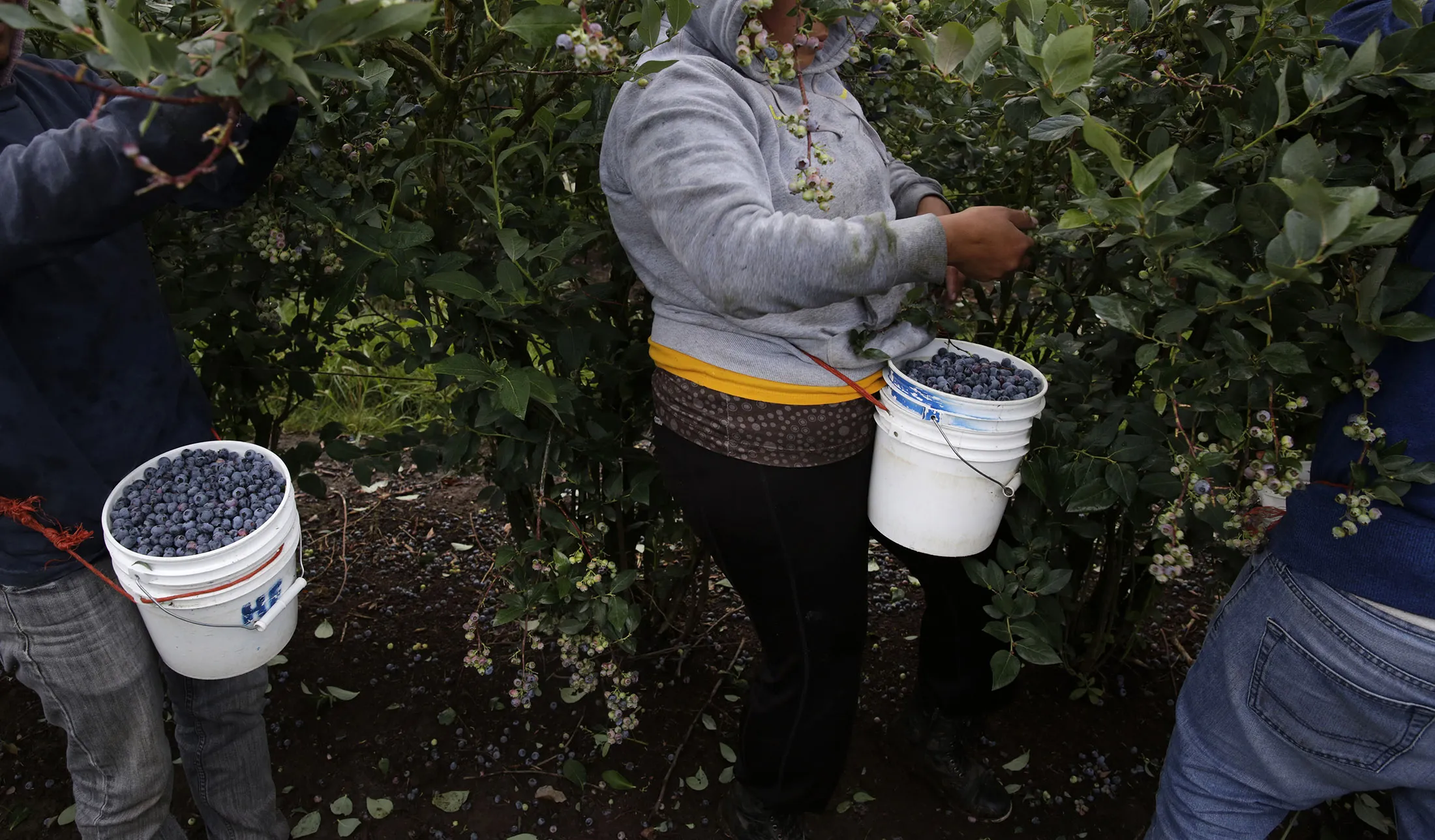 Workers pick blueberries during harvest at Hoffman Farms in Scholls, Oregon in 2014.
