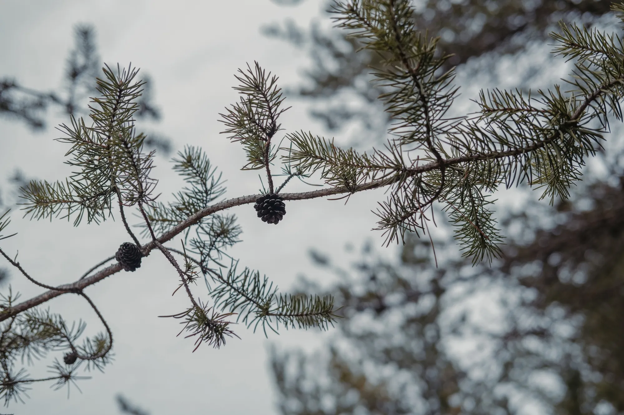 U.S. Public Forests Are Cashing In on Dubious Carbon Offsets