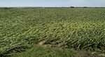 Corn plants are shown pushed over in a storm-damaged field in Tama, Iowa on Aug. 11.