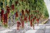 Tomatoe bunches hang in a greenhouse on