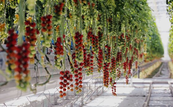 Gas Crisis Hits Food as Giant Dutch Greenhouses Go Dark