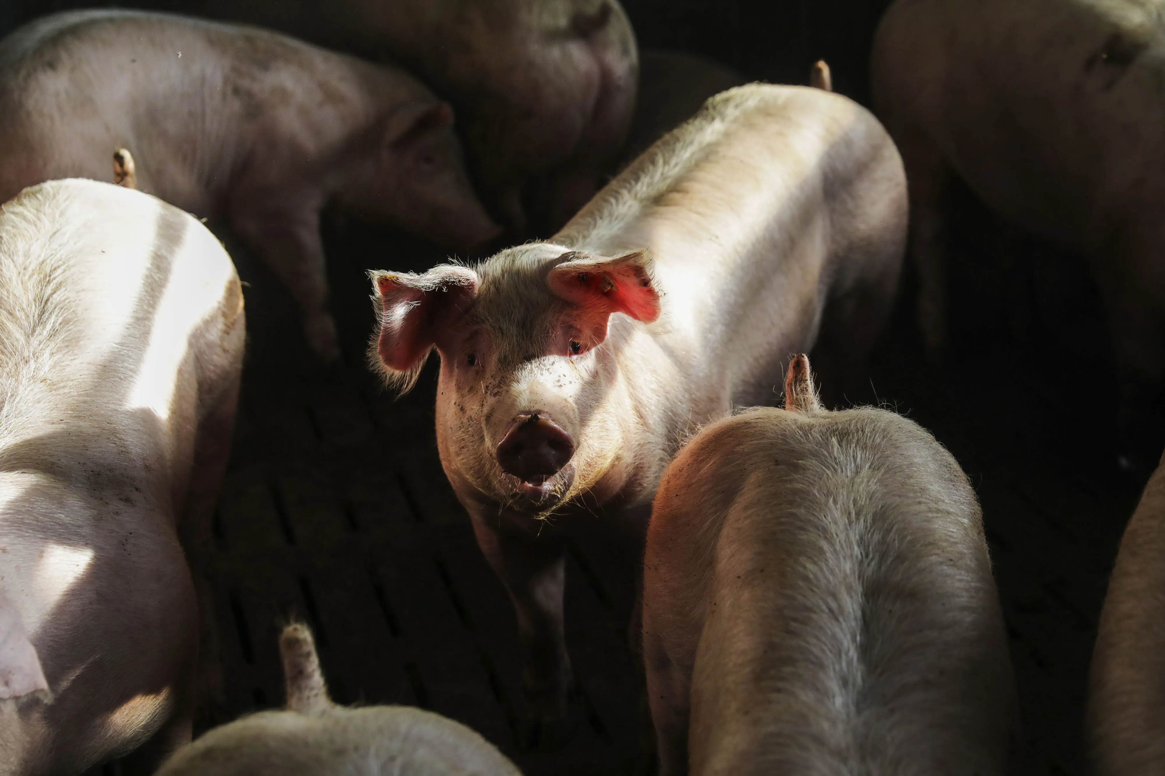 China launched an&nbsp;anti-dumping probe&nbsp;into shipments of pork from the European Union last June.