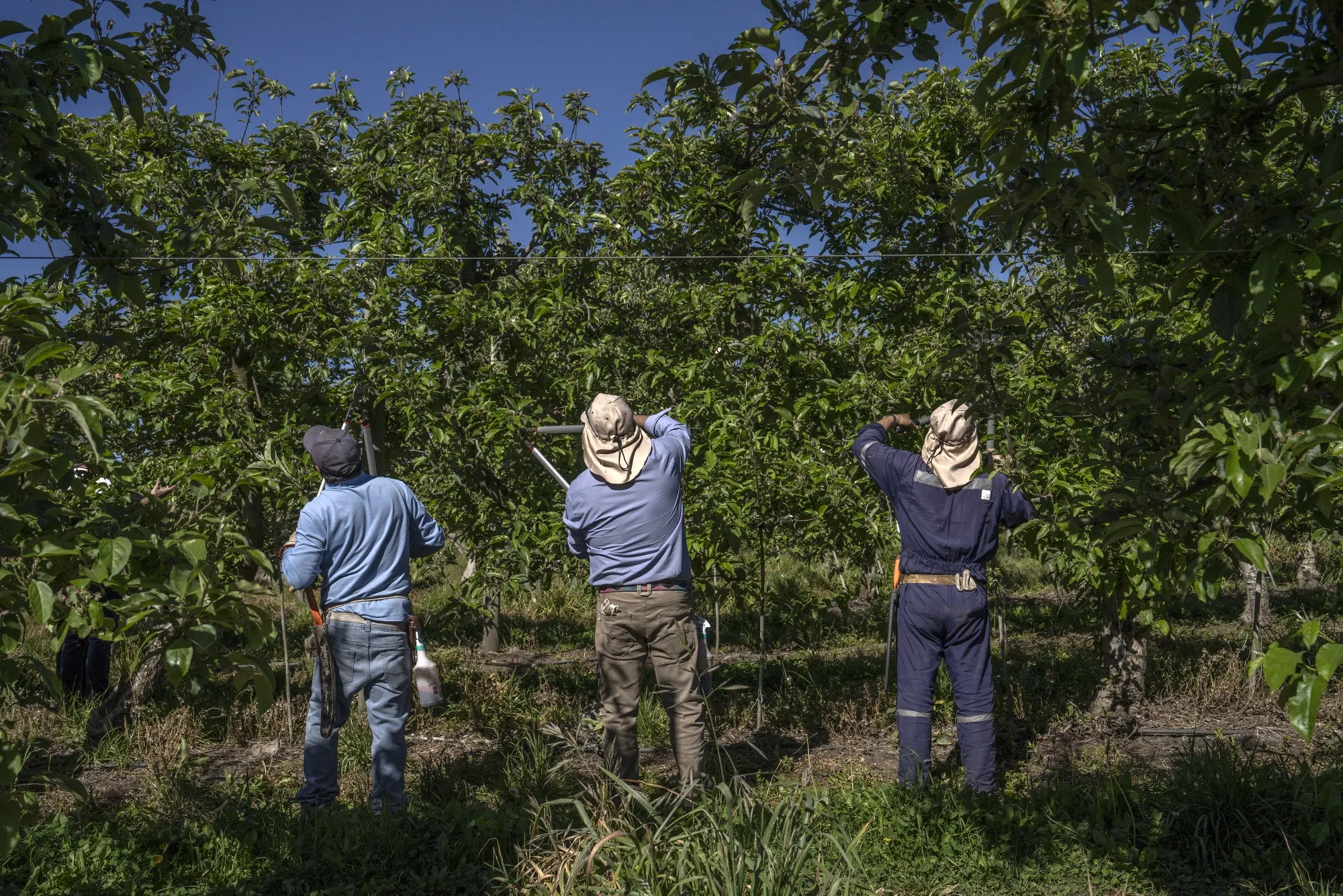 Workers in agricultural fields in San Carlos, Chile. Tamara Merino/Bloomberg News.