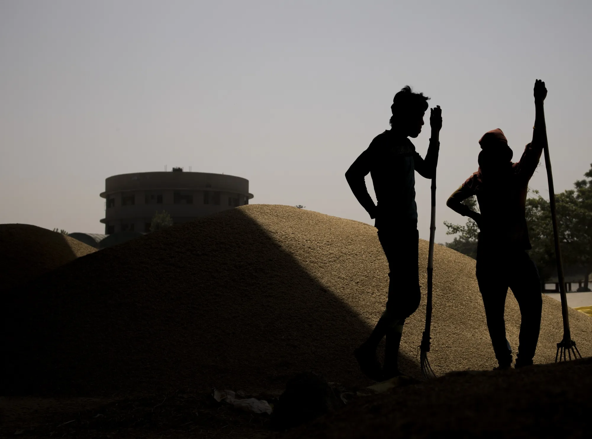 Piles of rice paddy at a wholesale market on the outskirts in New Delhi, India.