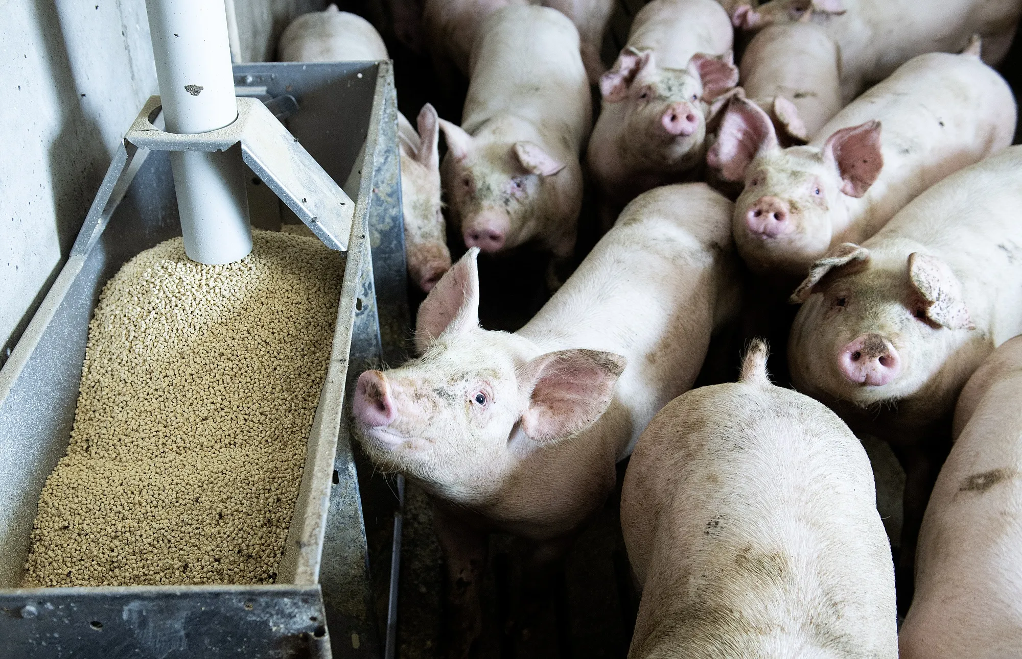 Pigs on a farm in Ormstown, Quebec, Canada. A coalition of agriculture groups says the Pacific trade deal doesn’t do enough to ensure market access for Canadian food products. 