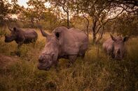 relates to Poachers Are Trying to Kill Every Rhino in Africa for Their Horns