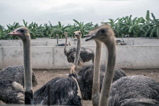Pig Epidemic Pushes Vietnamese Farmers Toward Cows and Ostriches