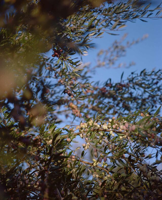 close up photograph of olive tree branches full of olives