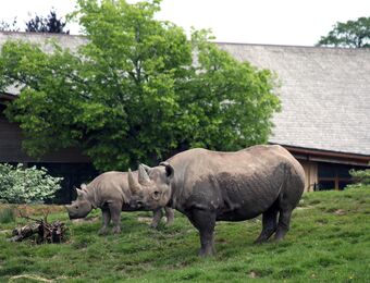 relates to Do Heat Pumps Really Work? Just Ask the Rhinos at the Chester Zoo