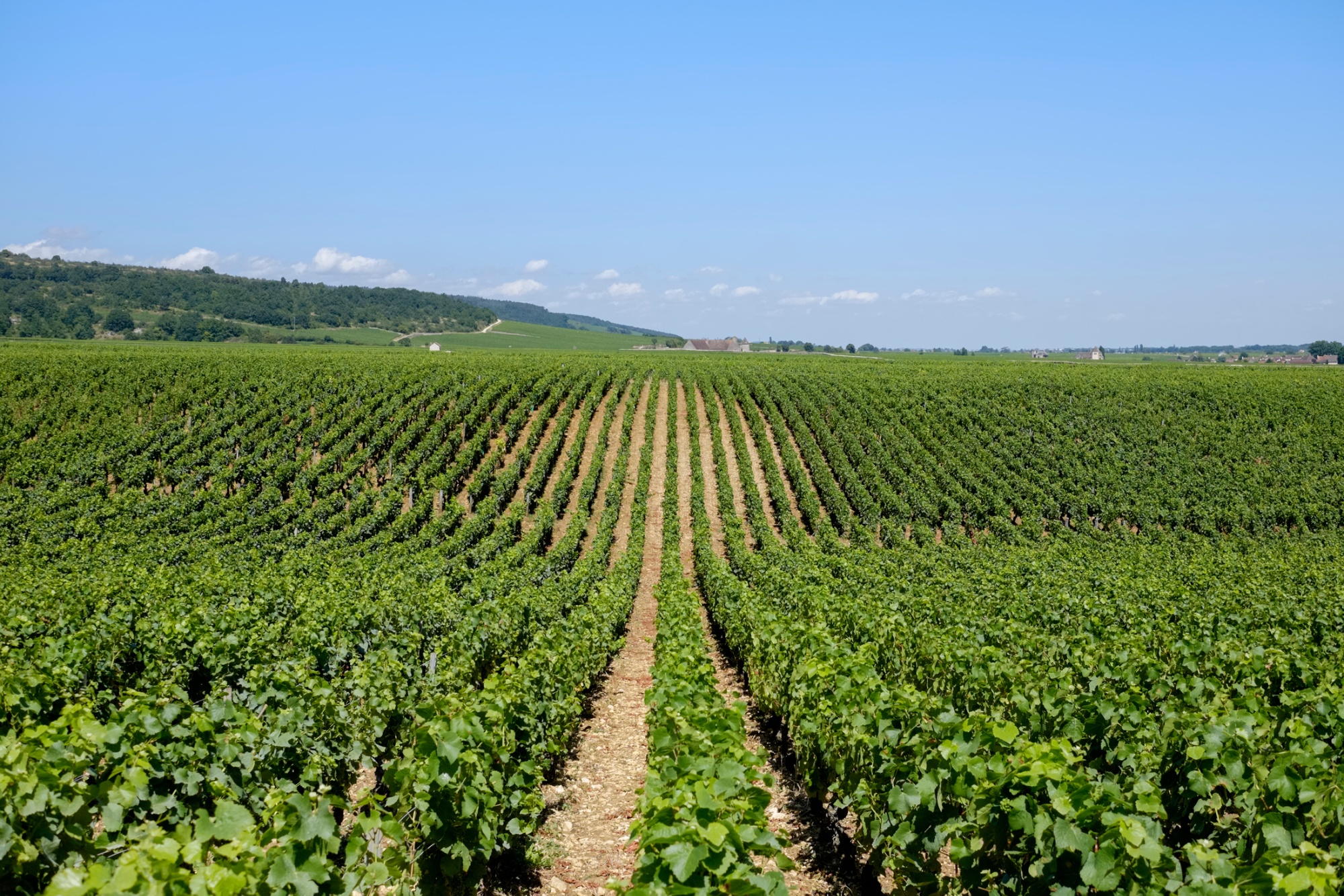 France, Burgundy, Domaine de la Romanee-Conti, Vineyard Source: Getty Images