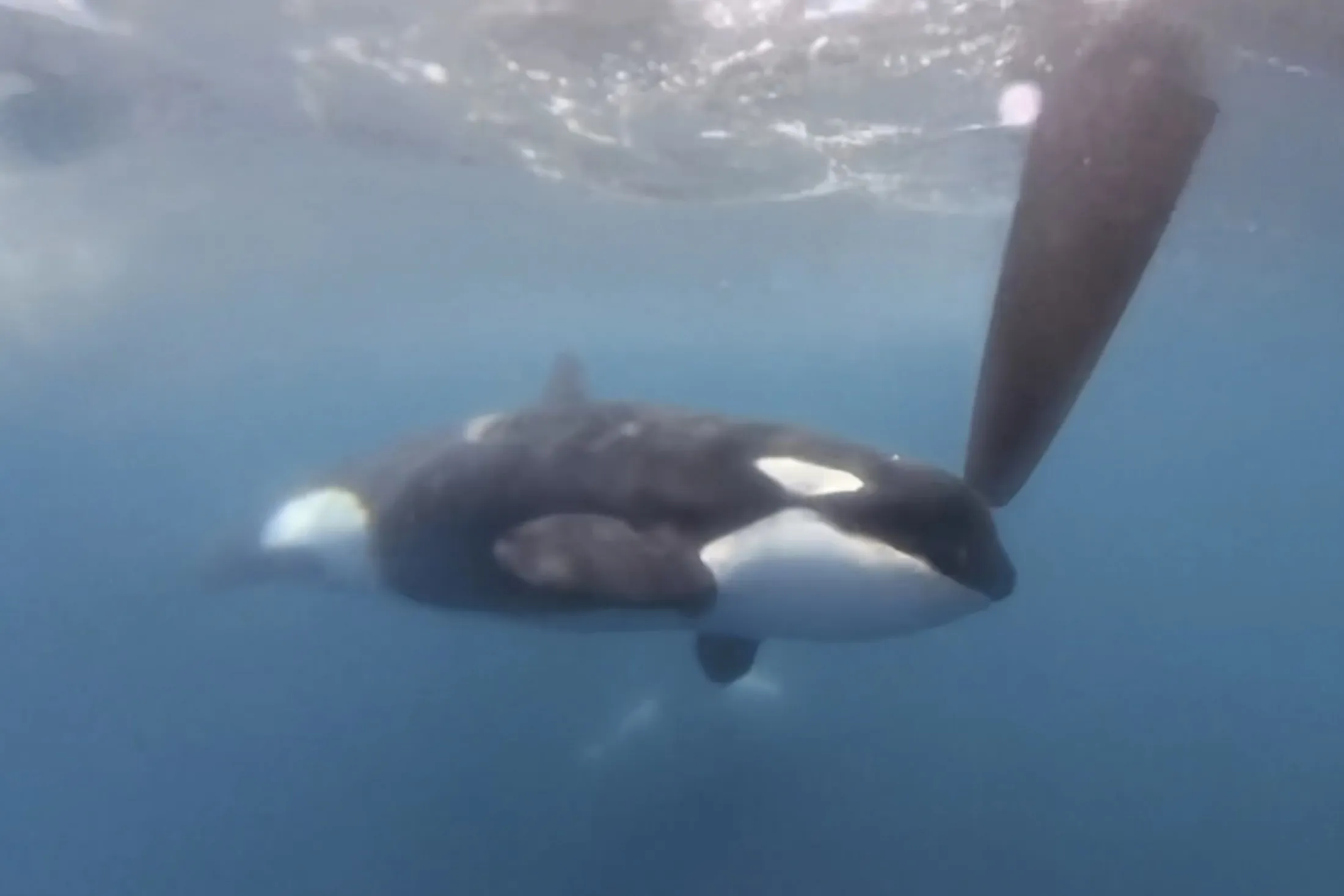 Orcas disrupt boat race near Spain in latest display of dangerous ...